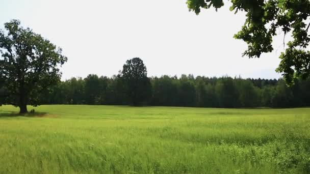Wheat field waves moved by summer wind nature — Stock Video