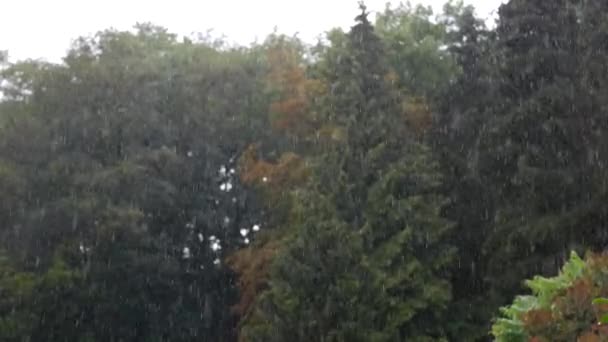 4K Rain Down Fall Through The Forest — стоковое видео