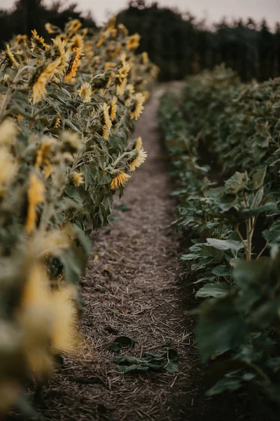 Hermoso Campo Girasol Con Fondo Borroso Atardecer — Foto de Stock