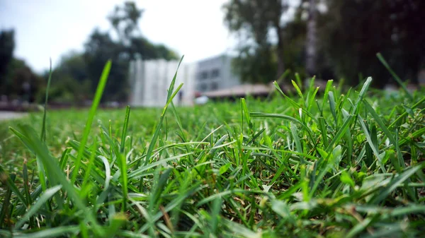 Primeros Planos Hierba Verde Verano Con Árboles Borrosos Cielo Azul —  Fotos de Stock