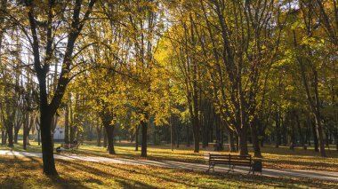 Ağaçları sonbahar park banklar ile renkli yeşillik ile