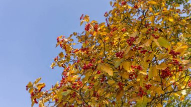 Olgun demet kırmızı rowan yeşil rowan ile sonbaharda yaprakları. Sonbahar renkli kırmızı rowan şube. Turuncu ashberry demet. güzel bahçe. Zengin Sonbahar sezonunda hasat.