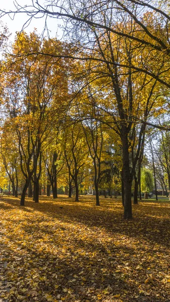 Bir parkta, yaprakları ile ağaçlar ve mavi gökyüzü ile parlayan güneş Altın Sonbahar sahne. Sonbahar orman manzara. Açık sonbahar kavramı. Güzel sonbahar park.