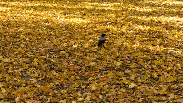 Crow Walking Colorful Autumn Leaves Sunny Day Close Shot — Stock Photo, Image