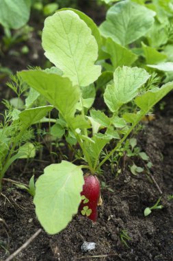 Turp toprakta yetişir, neredeyse olgunlaşır. Sebze cilik, sağlıklı beslenme teması üzerine makro fotoğrafçılık. Vegan kavramı