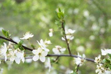 Bahar bahçesindeki genç yeşil yaprakların arasında açan kiraz ağacının kar beyazı çiçekleri.