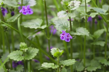 Ormandaki çayırda bahar menekşeleri kapanıyor.
