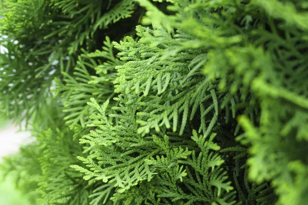 Background Thuja evergreen tree leaves. Thuja branches close up. Green nature background or Wallpaper Texture. — Stock Photo, Image