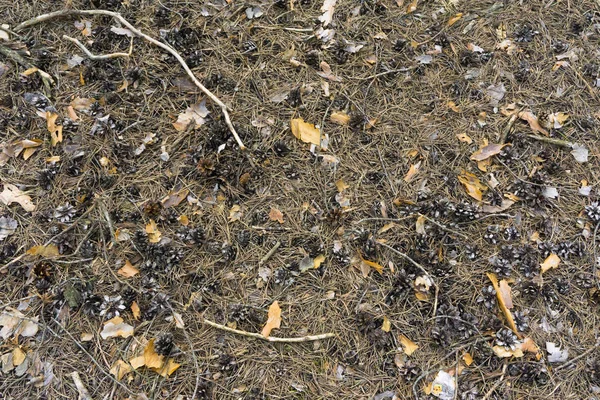 Conos de pino, una capa de conos en el suelo, un montón de conos sin semillas, conos secos en una pila — Foto de Stock