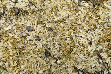 Ahşap talaşı yakın plan. Talaş döşeme dokusu. Üst Manzara. Talaş dokusu, yakın plan arkaplan