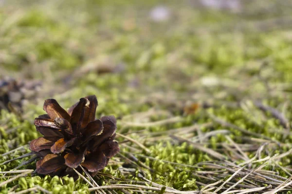 Closeup of a pinecone on the ground with a blurry background — Stock Photo, Image