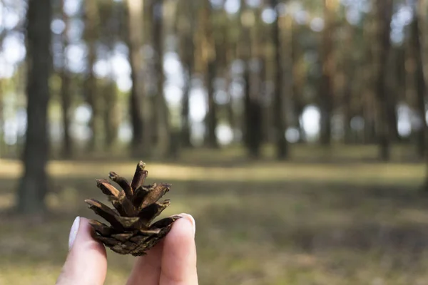 Small pinecone in hand with a pine forest background. — Stock Photo, Image