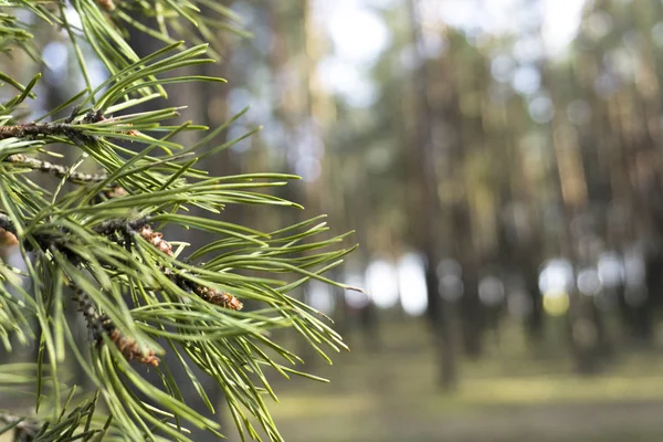 Close up shot of a pine tree in the forest with blur background — Stock Photo, Image