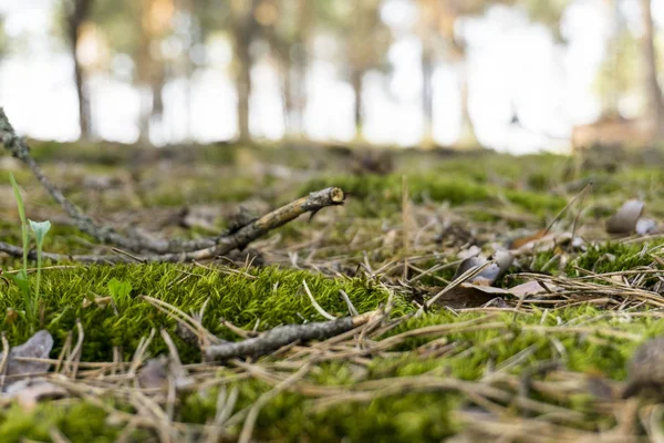 Green moss with yellow pine needles close up on the ground in the forest — Stock Photo, Image