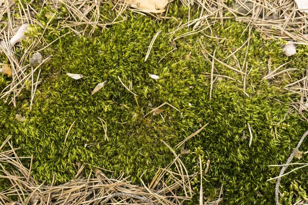 Muschio verde con aghi di pino giallo da vicino a terra nel bosco — Foto Stock