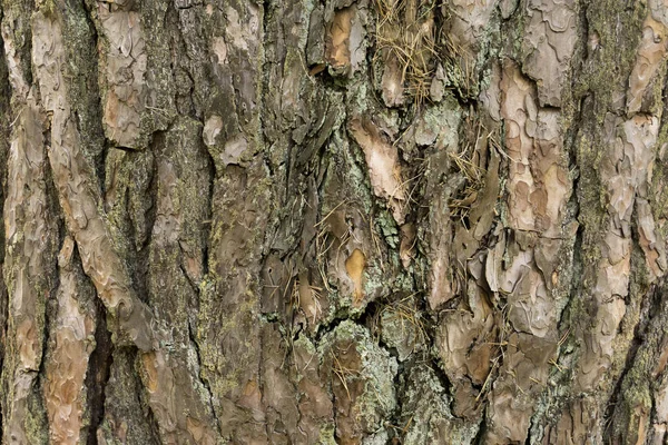 Textura de casca de pinheiro. Árvore ou pinheiro na floresta. Contexto da casca da árvore . — Fotografia de Stock
