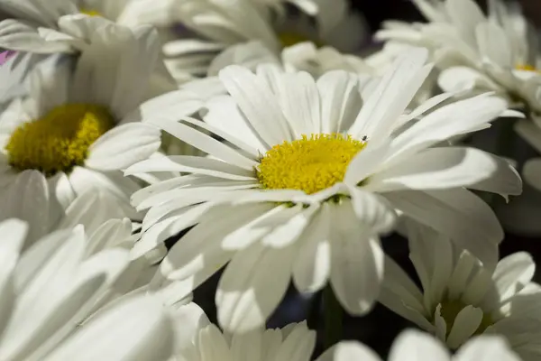 Beautiful white chamomile flowers close-up, chamomile heads — Stock Photo, Image