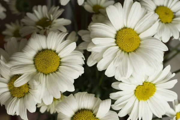 Hermosas flores de manzanilla blanca de cerca, cabezas de manzanilla —  Fotos de Stock