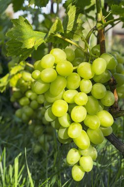 Demet taze yeşil üzüm asma üzüm bağı içinde yeşil yaprakları ile üzerinde kapatın