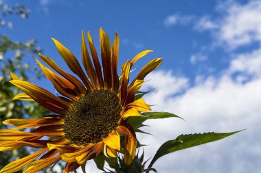 Mavi gökyüzüne karşı ayçiçeği. Tarım kavramı. Mesaj için yer. Doğa fotoğrafçılığı: Mavi gökyüzü arka planında Ayçiçeği.