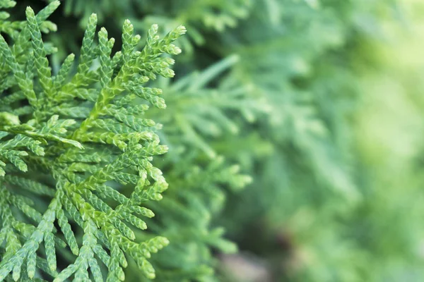 Background Thuja evergreen tree leaves. Thuja branches close up. Green nature background or Wallpaper Texture. — Stock Photo, Image