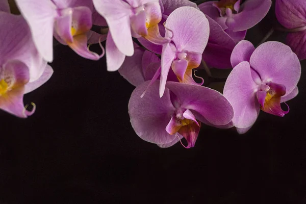 Mor Phalaenopsis. Arka plan kullanımı için siyah arka plan üzerinde Gerçek ve Taze Mor orkidekapatın