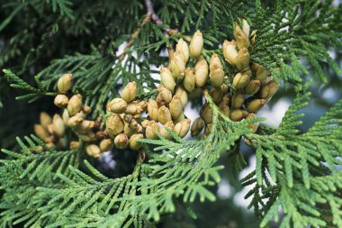 Conifer Thuja Orientalis: tohum konilerinin yakın çekimi. Thuja dalı küçük kozalaklarla ayrılıyor..