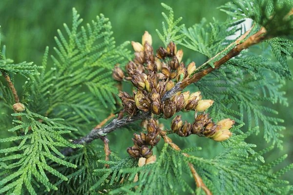 콩퍼 투자 오리엔 탈리스 (Conifer Thuja Orientalis): 성숙하지 못한 씨앗 원뿔의 근접. 투자 나무 가지에는 작은 원추체가 달려 있다. — 스톡 사진