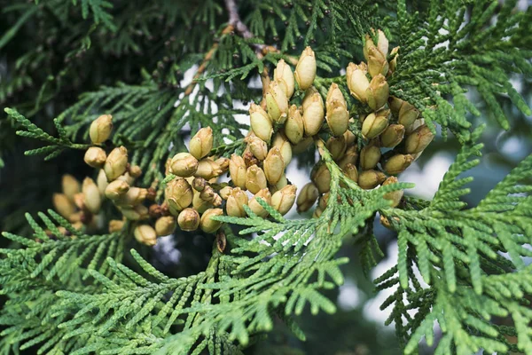 Conifer Thuja Orientalis: a close up of the immature seed cones. Thuja branch leaves with tiny cones. — Stock Photo, Image