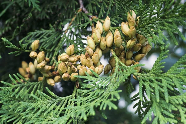 Conifer Thuja Orientalis: tohum konilerinin yakın çekimi. Thuja dalı küçük kozalaklarla ayrılıyor..