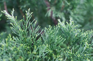 Conifer Thuja Orientalis: tohum konilerinin yakın çekimi. Thuja dalı küçük kozalaklarla ayrılıyor.