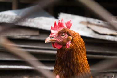 Tavuk portresi. Çayırdaki tavuk yüzünü kapat. Güzel hayvan.