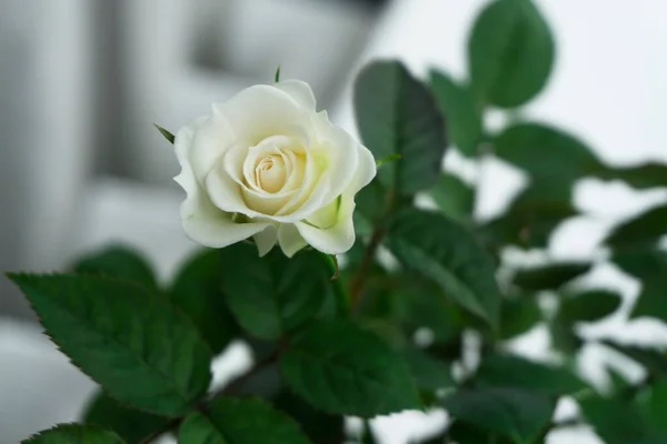 Białe Miniaturowe Pąki Róż Liści Białym Tle Blisko Róży — Zdjęcie stockowe
