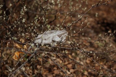Kirli ormandaki çöpleri toplayan kadın.