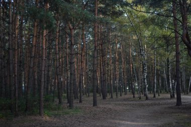 Güzel orman. Çam ve huş ağacı.
