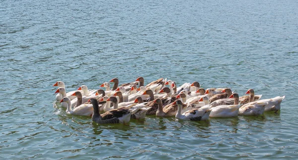 Kazların Göl Kenarındaki Kaz — Stok fotoğraf