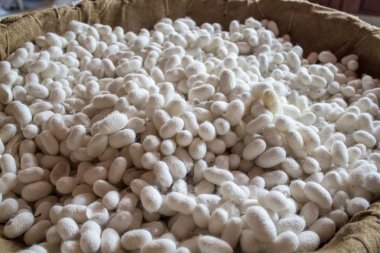 Hasır doğal ipek Koza sıçradı