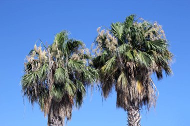 Palm ağaç manzaralı ve mavi gökyüzü