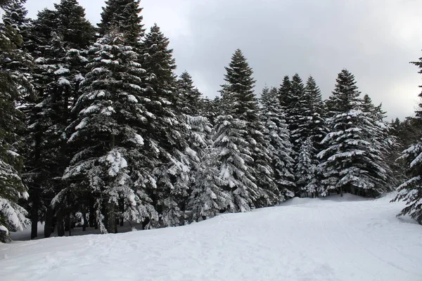 Ağaçlar, Uludağ Milli Parkı, Bursa, Türkiye