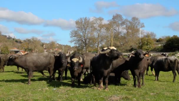 Herd Bubalus Bubalis Water Buffalo Grazing — Stock Video