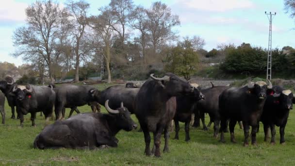 Herd Bubalus Bubalis Water Buffalo Grazing — Stock Video