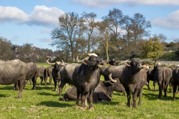 Herd Bubalus Bubalis Water Buffalo Grazing — Stock Photo, Image