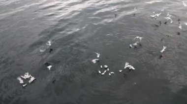 Denizin üzerinde martı kuşları