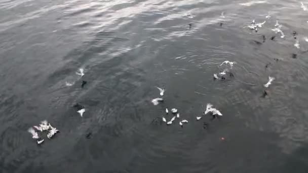 Seagull Vogels Zee — Stockvideo