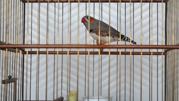 Zebra Finch Taeniopygia Guttata Bird Wooden Bird Cage — Stock Video