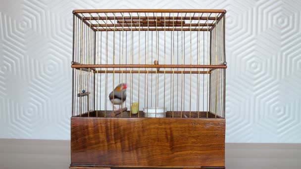 Zebra Finch Taeniopygia Guttata Bird Wooden Bird Cage — Stock Video