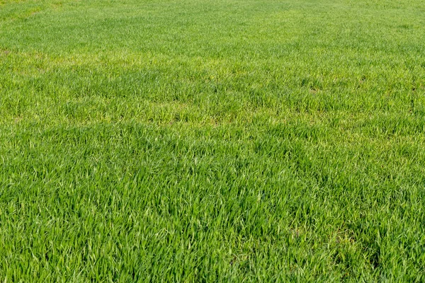 Green grass isolated background