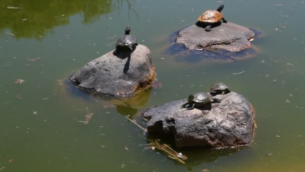 Χελώνες Στο Βράχο Στη Λίμνη Μια Ηλιόλουστη Μέρα — Αρχείο Βίντεο