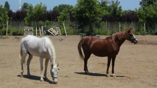 Chevaux Promenant Sur Ferme Équestre Par Une Journée Ensoleillée — Video