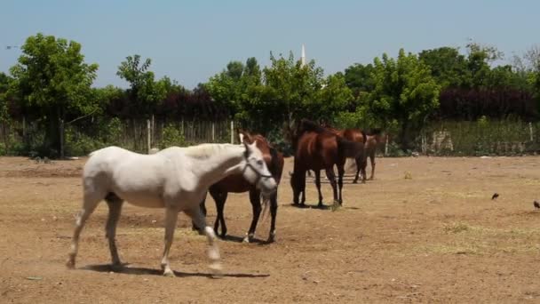 Pferde Spazieren Einem Sonnigen Tag Auf Dem Pferdehof — Stockvideo
